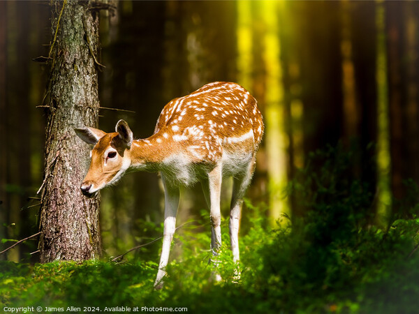 Deer in the Peak District Woodland  Picture Board by James Allen