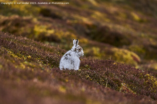 Molting Mountain Hare Picture Board by Karl Weller