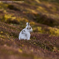 Buy canvas prints of Molting Mountain Hare by Karl Weller
