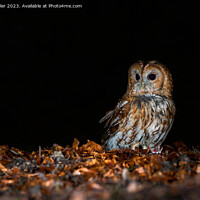 Buy canvas prints of The Tawny at night by Karl Weller