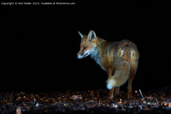 Nocturnal fox Picture Board by Karl Weller