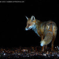 Buy canvas prints of Nocturnal fox by Karl Weller