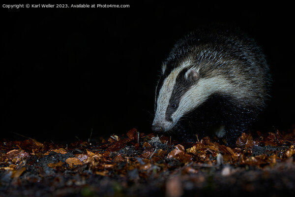 A Badger in the woods Picture Board by Karl Weller