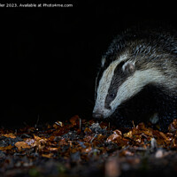 Buy canvas prints of A Badger in the woods by Karl Weller