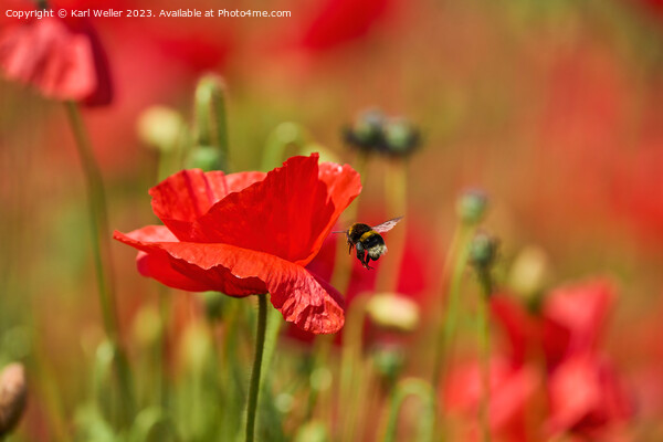 A Bee flying towards a bright red Poppy Picture Board by Karl Weller