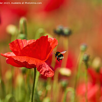 Buy canvas prints of A Bee flying towards a bright red Poppy by Karl Weller
