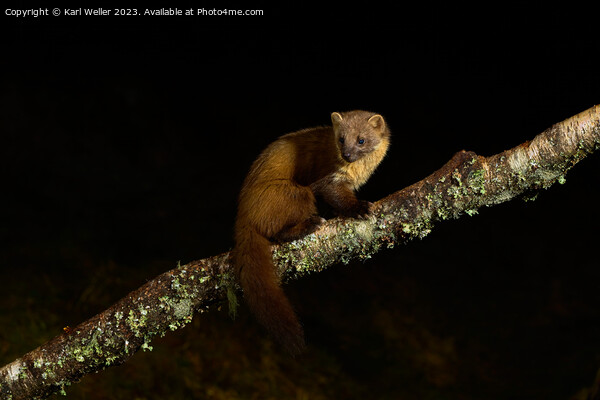 A Pine Marten poses at night Picture Board by Karl Weller