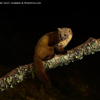 Buy canvas prints of A Pine Marten poses at night by Karl Weller