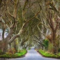 Buy canvas prints of The Dark Hedges  by Brian Fullerton