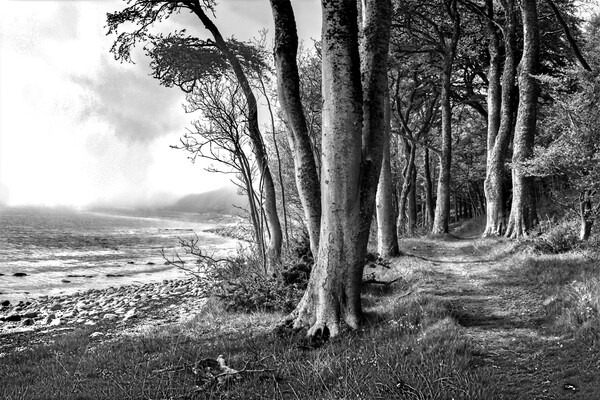 Dunrobin Castle Woods, Scotland Picture Board by Ian Blezard