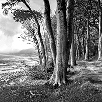 Buy canvas prints of Dunrobin Castle Woods, Scotland by Ian Blezard