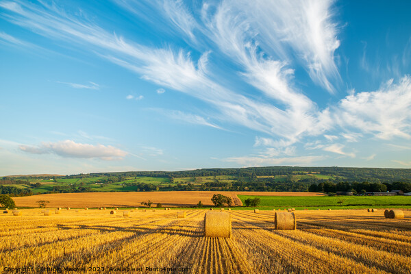 Field of bales near Newmilns in Ayrshire, Scotland Picture Board by Hugh Maxwell