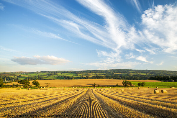 Field of bales near Newmilns in Ayrshire, Scotland. Picture Board by Hugh Maxwell