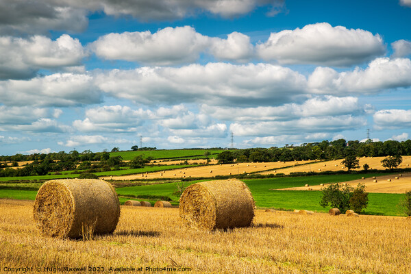 Field of bales near Newmilns, Ayrshire, Scotland. Picture Board by Hugh Maxwell