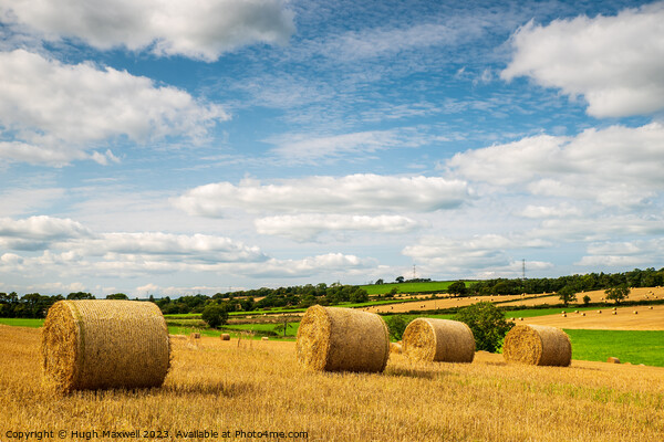 Field of bales near Newmilns, Ayrshire, Scotland. Picture Board by Hugh Maxwell