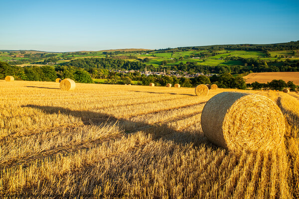 Field of bales near Darvel, Ayrshire, Scotland. Picture Board by Hugh Maxwell