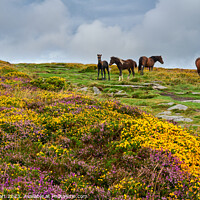 Buy canvas prints of Colourful Dartmoor with wild horses by Iain Lockhart