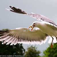 Buy canvas prints of Seagull catching bread in flight by Iain Lockhart