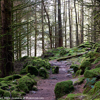 Buy canvas prints of Moss covered forest by Iain Lockhart
