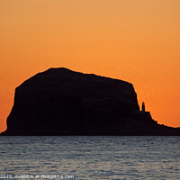 Buy canvas prints of  Bass Rock, sunrise, North Berwick, East Lothian,  by Arch White