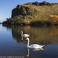 Buy canvas prints of Dunsapie Loch and crags with Mute Swans, Holyrood Park, Edinburg by Arch White