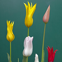 Buy canvas prints of Lily Flowering Tulips by Arch White