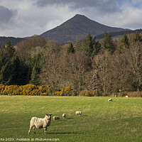 Buy canvas prints of Sheep grazing with Goat Fell, Arran by Arch White