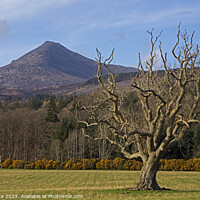 Buy canvas prints of Goat Fell Mountain, Isle of Arran, North Ayrshire, by Arch White