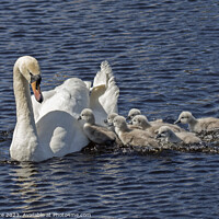 Buy canvas prints of Mute Swan Mother's Love by Arch White