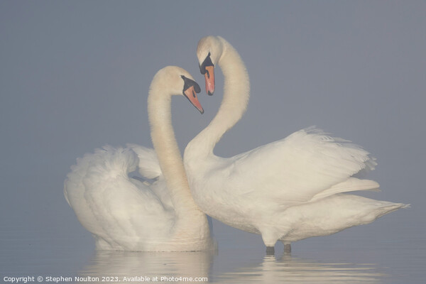 Swans on a misty lake Picture Board by Stephen Noulton