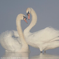 Buy canvas prints of Swans on a misty lake by Stephen Noulton