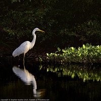 Buy canvas prints of Great Egret at Sunrise by Stephen Noulton