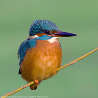 Buy canvas prints of Kingfisher perched on a twig, Beddington Park by Stephen Noulton