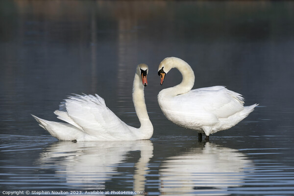 Swan Lake Picture Board by Stephen Noulton