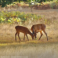 Buy canvas prints of Two Friends (Red Deer and Fallow Deer) by Stephen Noulton