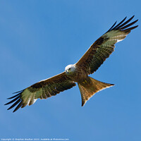 Buy canvas prints of Soaring Red Kite by Stephen Noulton