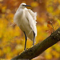 Buy canvas prints of Little Egret in Autumn/Fall by Stephen Noulton