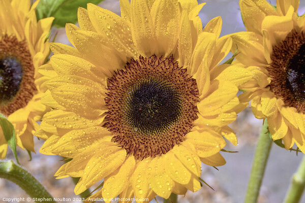 Sunflower  Picture Board by Stephen Noulton