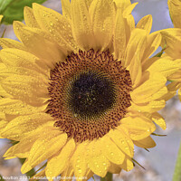 Buy canvas prints of Sunflower  by Stephen Noulton
