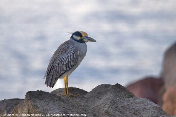 Yellow-Crowned Night Heron, St Lucia Picture Board by Stephen Noulton