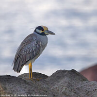 Buy canvas prints of Yellow-Crowned Night Heron, St Lucia by Stephen Noulton