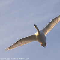 Buy canvas prints of Flying Swan by Stephen Noulton