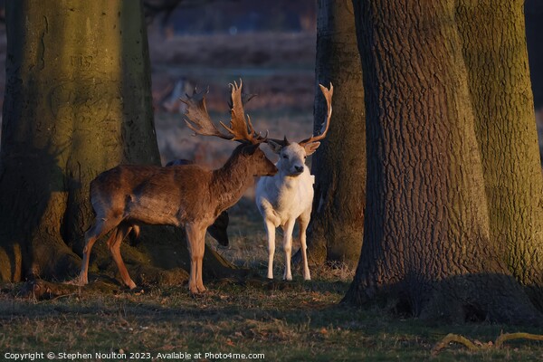 Leucistic Fallow Deer stag  Picture Board by Stephen Noulton