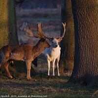 Buy canvas prints of Leucistic Fallow Deer stag  by Stephen Noulton