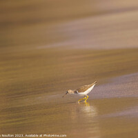Buy canvas prints of The Sandpiper between waves. by Stephen Noulton