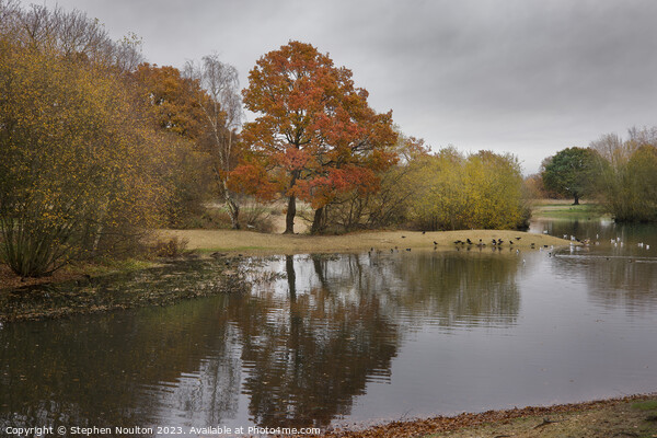 Autumn Colours - Mitcham Common Picture Board by Stephen Noulton