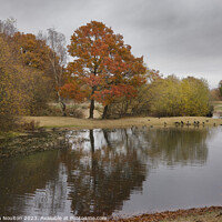Buy canvas prints of Autumn Colours - Mitcham Common by Stephen Noulton