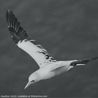 Buy canvas prints of Northern Gannet by Stephen Noulton