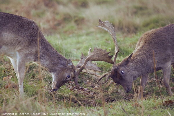 Fallow Deer in Mock Battle Picture Board by Stephen Noulton