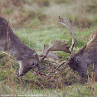 Buy canvas prints of Fallow Deer in Mock Battle by Stephen Noulton